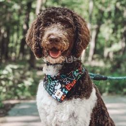 Bentley - Poodle