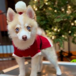 Fritz - Merle male Pomsky puppy in Michigan from Blue Water Pomskies