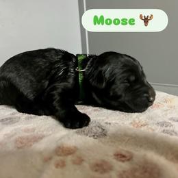 Moose - Black male Giant Schnauzer puppy in Tabernash, Colorado from Schnauzer Paw Homestead