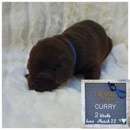 Curry - Navy - Chocolate Labrador Retriever puppy in Woodstock, Georgia from River Ridge Labrador Retrievers