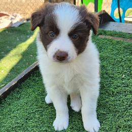 Amber - White and red female Border Collie puppy in Morgan, Texas from Shooting Star Ranch
