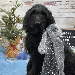 Izzy - Black and white female Springerdoodle puppy in Lisbon, Ohio from Willow Lane Doodles