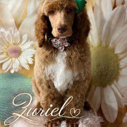 Poodle - Red  female Poodle puppy in La Grange, Georgia from Heartfelt GoldenDoodles