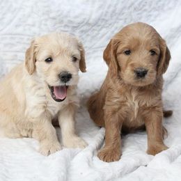 Goldendoodles from Gem State Canines