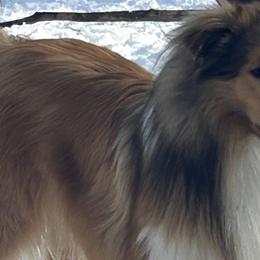 Collies from Lassie and Laddie Rough Collies