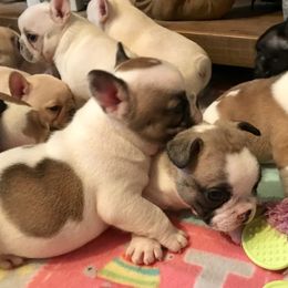 French Bulldog Puppies from BigStar French Bulldogs