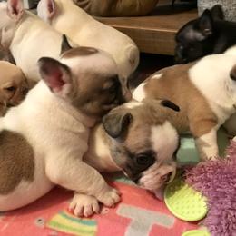 French Bulldog Puppies from BigStar French Bulldogs
