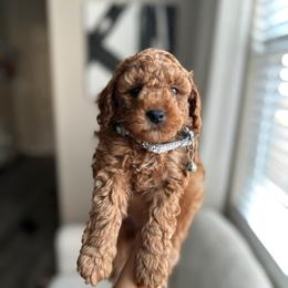 Snow - Red  male Poodle puppy in Charlotte, North Carolina from Bruno & Co. Puppies