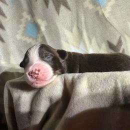 Boy 3- Red Tri - Red tri-color male Australian Shepherd puppy in Mayfield, Kentucky from Hamilton Farms