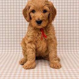 Brie - Apricot female Goldendoodle puppy in La Porte, Texas from B+C Doodles