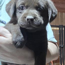 Chocolate Girl 4 - Chocolate female Labrador Retriever puppy in Andrews, South Carolina from Leyland Cypress Retrievers
