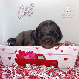 Aussiedoodle and Double Doodle Puppies from Delmarva Regal Doodles