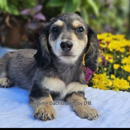 Stella 2975 - Dapple female Dachshund puppy in Ben Wheeler, Texas from Anytime Dachshunds by D.B.