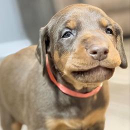 Red collar - Red and rust male Doberman Pinscher puppy in Vicksburg, Mississippi from Mississippi K9 Kennel
