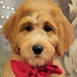 Bernedoodles and Goldendoodles from Elite Goldendoodles and Bernedoodles