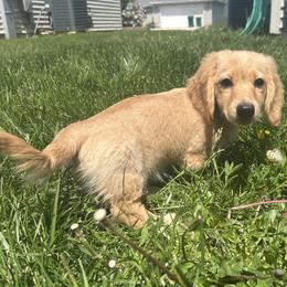 Dachshund Puppies from Zacha’s Doxie House