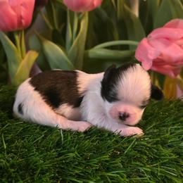 Simon - Chocolate male Shih Tzu puppy in Brighton, Missouri from Morningstar's Shih Tzu