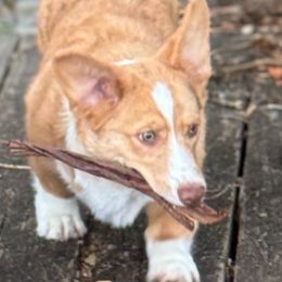 American Corgi puppies from Red White & Bluie Corgi