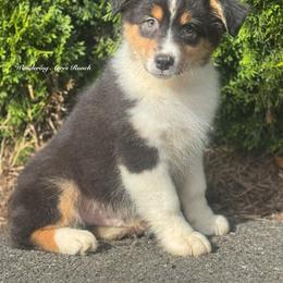 Licorice- btm5 - Black tri-color male Australian Shepherd puppy in Chehalis, Washington from Wandering Acres Ranch