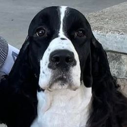 Elton - English Springer Spaniel
