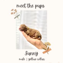 Sunny - Apricot male Goldendoodle puppy in Redlands, California from Goldendoodle Pals