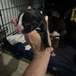 Girl 3 - Brindle female Boxer puppy in Bowling Green, Kentucky from Abney’s Boxers of Bowling Green