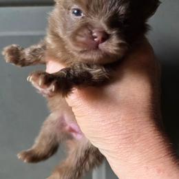Zamora pup 1 - Chocolate male Pomeranian puppy in Carrollton, Georgia from B AND R'S POMERANIAN'S