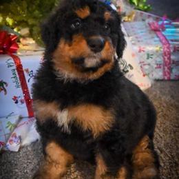 Dancer - Phantom female Bernedoodle puppy in Lookout, California from Remington Kennels, LLC