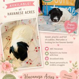 Mercedes - Black and white female Havanese puppy in Hawthorne, Florida from Havanese Acres