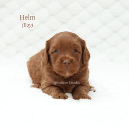 Helm - Caramel male Australian Labradoodle puppy in Hurricane, Utah from Red Desert Doodles