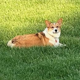 Ainsley - Sable female Pembroke Welsh Corgi puppy in Odessa, Missouri from Dog Creek Corgis