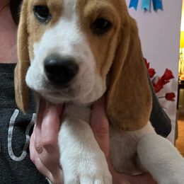 Pieta - Black red and white Beagle puppy in Bonita Springs, Florida from Macushla Beagles