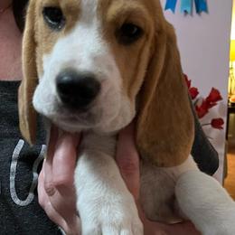 Pieta - Black red and white Beagle puppy in Bonita Springs, Florida from Macushla Beagles
