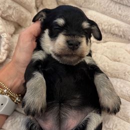 Lavender (Purple Collar) - Black and silver female Miniature Schnauzer puppy in Bullard, Texas from Black Gold Miniature Schnauzers