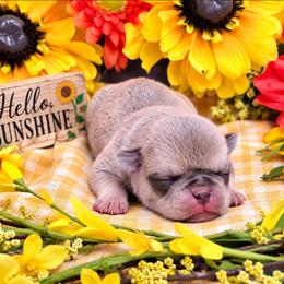Chinchilla Cream Boy - Cream male Pug puppy in Tulsa, Oklahoma from Locust Creek Pugs & Japanese Chin's