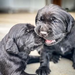 Labrador Retriever Puppies from Southern Oak Kennel - East