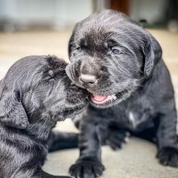 Labrador Retriever Puppies from Southern Oak Kennel - East