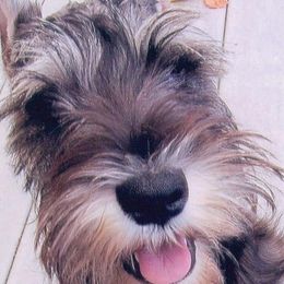 Miniature Schnauzer Puppies from Crown Point Miniature Schnauzers