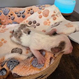 Piper - Piebald female Dachshund puppy in Bay Springs, Mississippi from JV'S Little Legends Dashounds