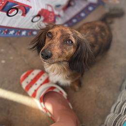 Aira - Dachshund