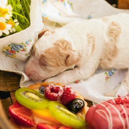 Poodle Puppies from Setting the Standard Poodles