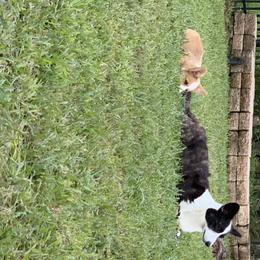 Cardigan Welsh Corgi Puppies from Penfro Corgis