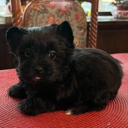 Selah - Black and tan female Yorkshire Terrier puppy in Georgia from Berggipfel Yorkies