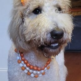 Goldendoodles from Tripple C Doodles