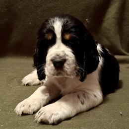 English Springer Spaniel Puppies from Soaring Springers