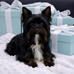 Georgia - Yorkshire Terrier