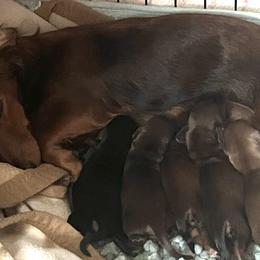 Dachshunds from R&X Mini Dachshunds