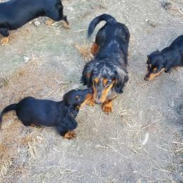 Dachshund Puppies from Chelisa's Dachshunds