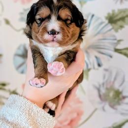 Prancer - Sable female Bernedoodle puppy in Beaumont, Texas from Joy's Dood Ranch