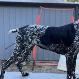 German Shorthaired Pointers from County Line Pointers